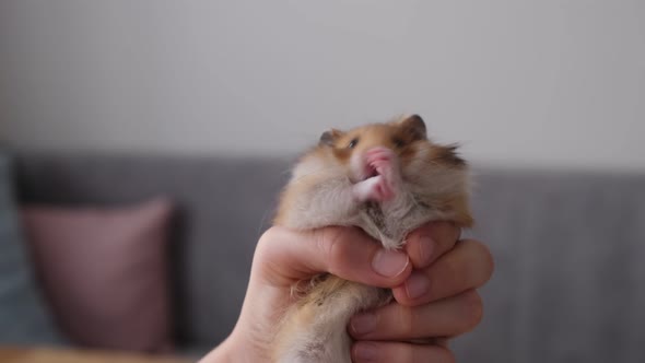 Small Ginger Hamster is Washed in the Hand of a Child