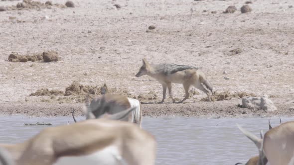 Jackal Looking For Food