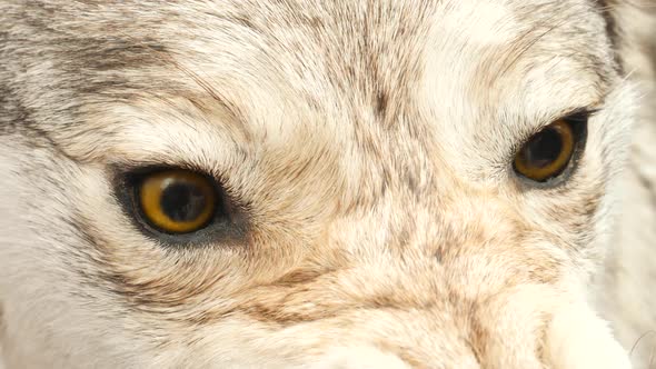 Orange Eyes of Evil Aggressive Wolf Mummy