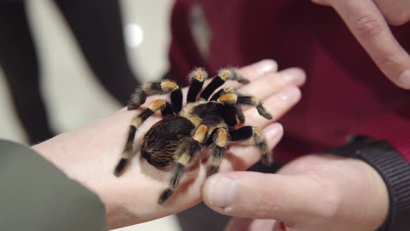 The Girl Holds a Spider on Her Arm Brachypelma Smithi  Mexican Redknee Tarantul