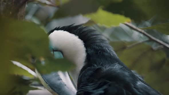 Channel-Billed Toucan Amongst Green Leaves Of Tropical Forest In South America. Selective Focus Shot alt