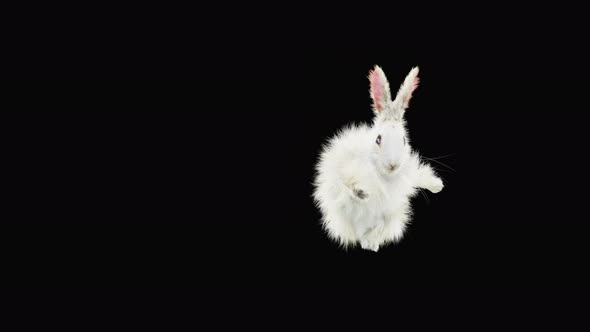 Rabbit Dancing 4K alt