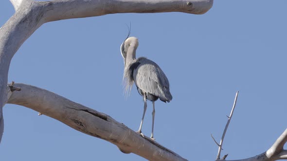 Great Blue Heron Preening While Perched High in a Tree