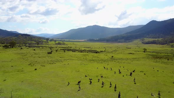Drone footage flying above group of kangaroos as they graze in a large green lush valley surrounded alt