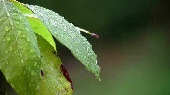 Green leaves under the rain