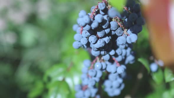 Berberis Aquifolium Mahonia Blue Berries of Oregon Grape alt