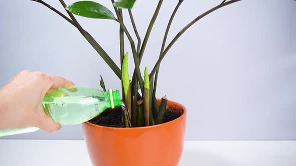 Woman's hand pours water from a bottle on beautiful zamioculcas home plant. alt