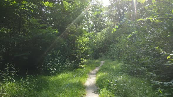 Forest with Trees on a Summer Day Slow Motion alt