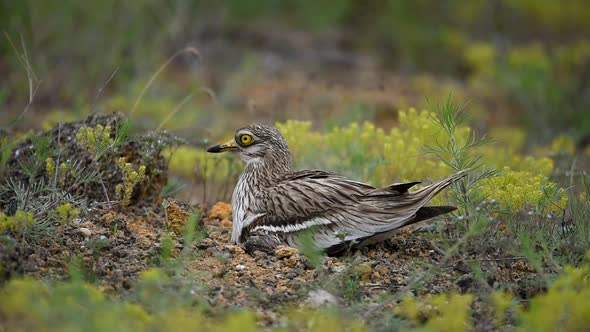 Eurasian stone curlew (Burhinus oedicnemus) sits on the nest with hatched chick