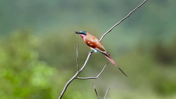 Southern Carmine Bee-eater in Mapungubwe National park, South Africa alt