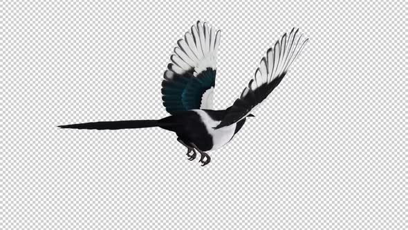 Eurasian Magpie Bird - Flying Loop - Back Angle CU - Alpha Channel