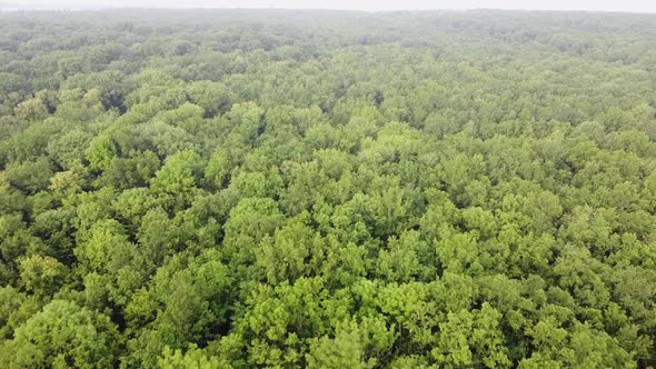 Aerial view of sunrise over misty morning forest flight. alt