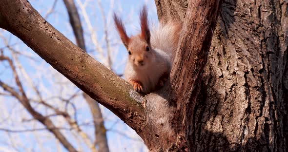 Red Squirrel or Eurasian Red Squirrel (Sciurus vulgaris) Eating Walnut alt