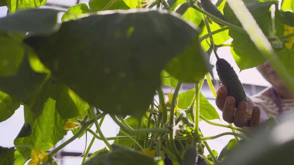 Farmer Touches Small Cucumber Ripening on Bush in Garden