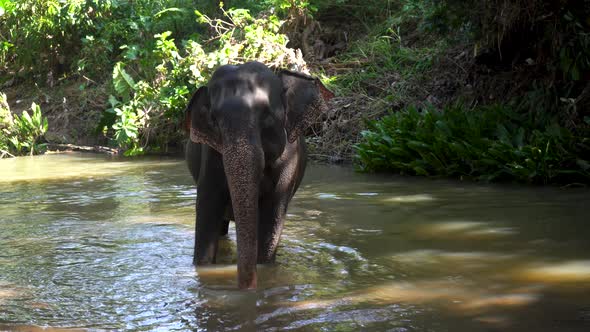 Young Cheerful Indian Elephant Bathes in a River