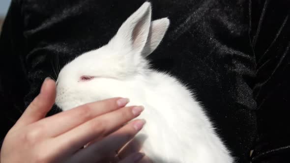 Beautiful young woman with white rabbit on her hands in the countryside alt