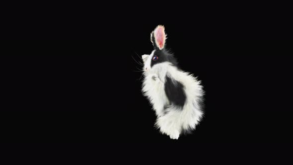 Rabbit Dancing 4K alt