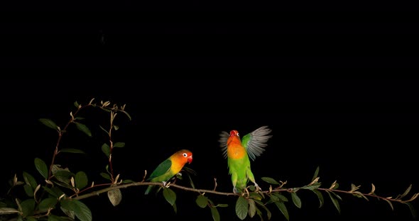 Fischer's Lovebird, agapornis fischeri, Pair standing on Branch, taking off, in flight alt