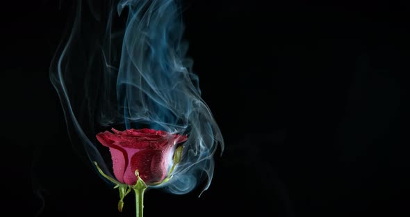 Symbol of rose in the dark.  alt