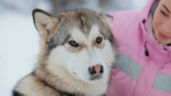 Malamute Dog and Her Mistress