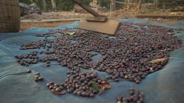 Drying coffee beans on sun. Rolling coffee beans with wooden tool. Coffee farm plantation. Asia Laos alt