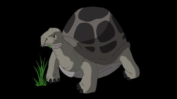 Large grey elephant turtle eating grass alpha mate alt