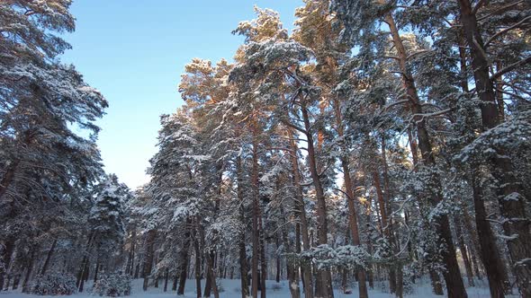 Pine forest in winter covered with snow. Aerial View alt