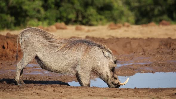 Male Warthog Drinking Water - South Africa alt