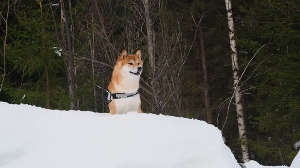 A Shiba Inu dog actively walks through the winter forest.