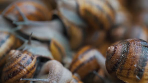 Snails Interact with Each Other Close Up