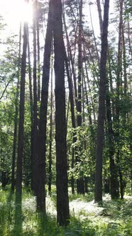 Vertical Video of the Forest By Day alt