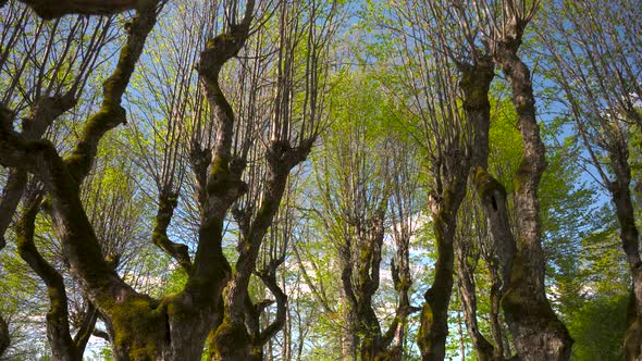Walk through the park of deciduous trees in spring