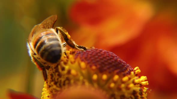 Honey Bee Covered with Yellow Pollen Drink Nectar Pollinating Flower alt