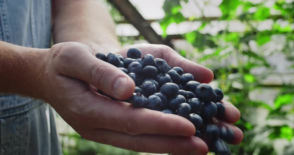 Close Up View of Caucasian Male Farmer Hands Throwing Fistful of Fresh Blueberries  alt
