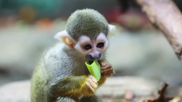 Saimiri sciureus eats while holding food in hand. Squirrel saimiri in slow motion