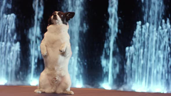 View of dog stands against dark background and colorful fountain, Moscow, Russia alt