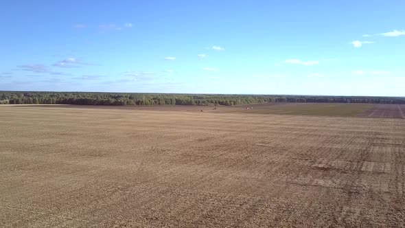 Aerial Panorama Endless Rural Field By Forest Under Blue Sky alt