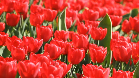  Beautiful Red Tulips 