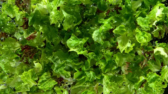Super Slow Motion Shot of Flying and Splashing Fresh Green Salad at 1000Fps alt