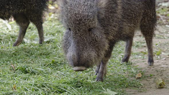 Chacoan peccary (Catagonus wagneri) eats grass