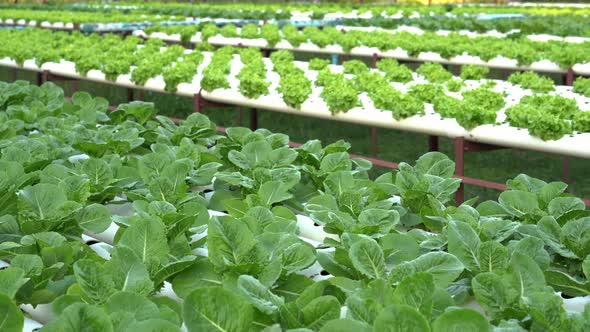 panning shot of green lettuce hydroponics vegetable farming