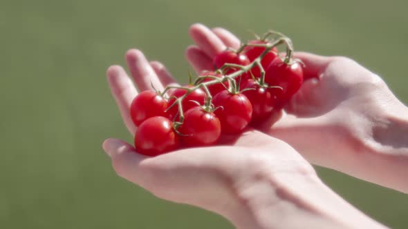 A Farm Employee Shows Big Red Cherry Tomatoes on a Blurred Background of a Green Plantation