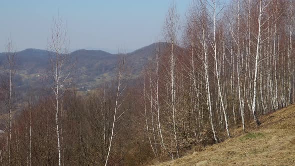 Birches Growing on a Mountainside in Spring
