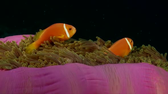 Two pink skunk anemonefish (Amphiprion perideraion) close up in pink anemone at night alt