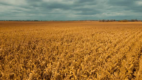 Aerial Footage Drone Flight Over Yellow Field of Corn in Ukraine Rural Agricultural Countryside alt