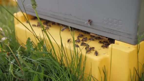 A Swarm of Bees Rests on a Bridge Near His Hive