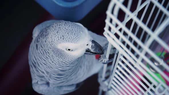 Gray Parrot Holds Cage with Its Beak