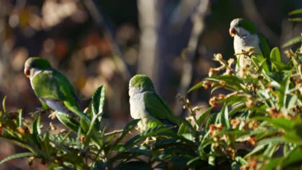 A group of Monk Parakeets ( Myiopsitta monachus) perching on a medlar tree. Slow motion video. alt