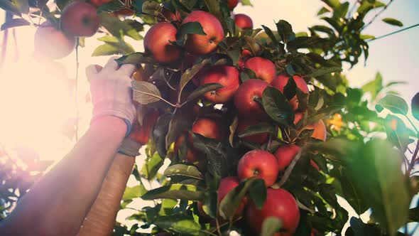 Apple Harvesting alt