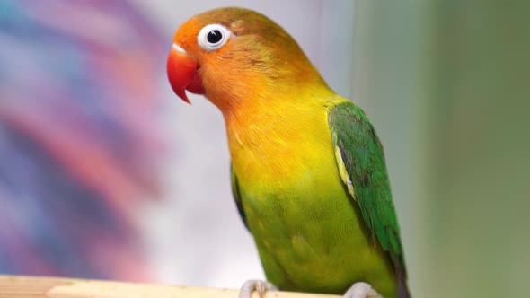 Birds are Inseparables alt